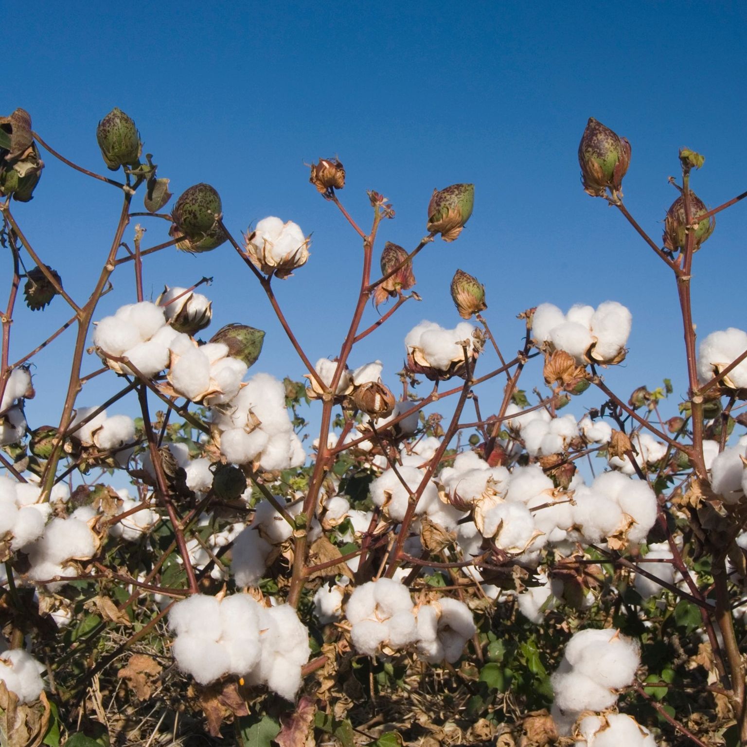 London Calling 2023: Exploring targeted genetic diversity in the core Indian cotton germplasm using Oxford Nanopore platforms