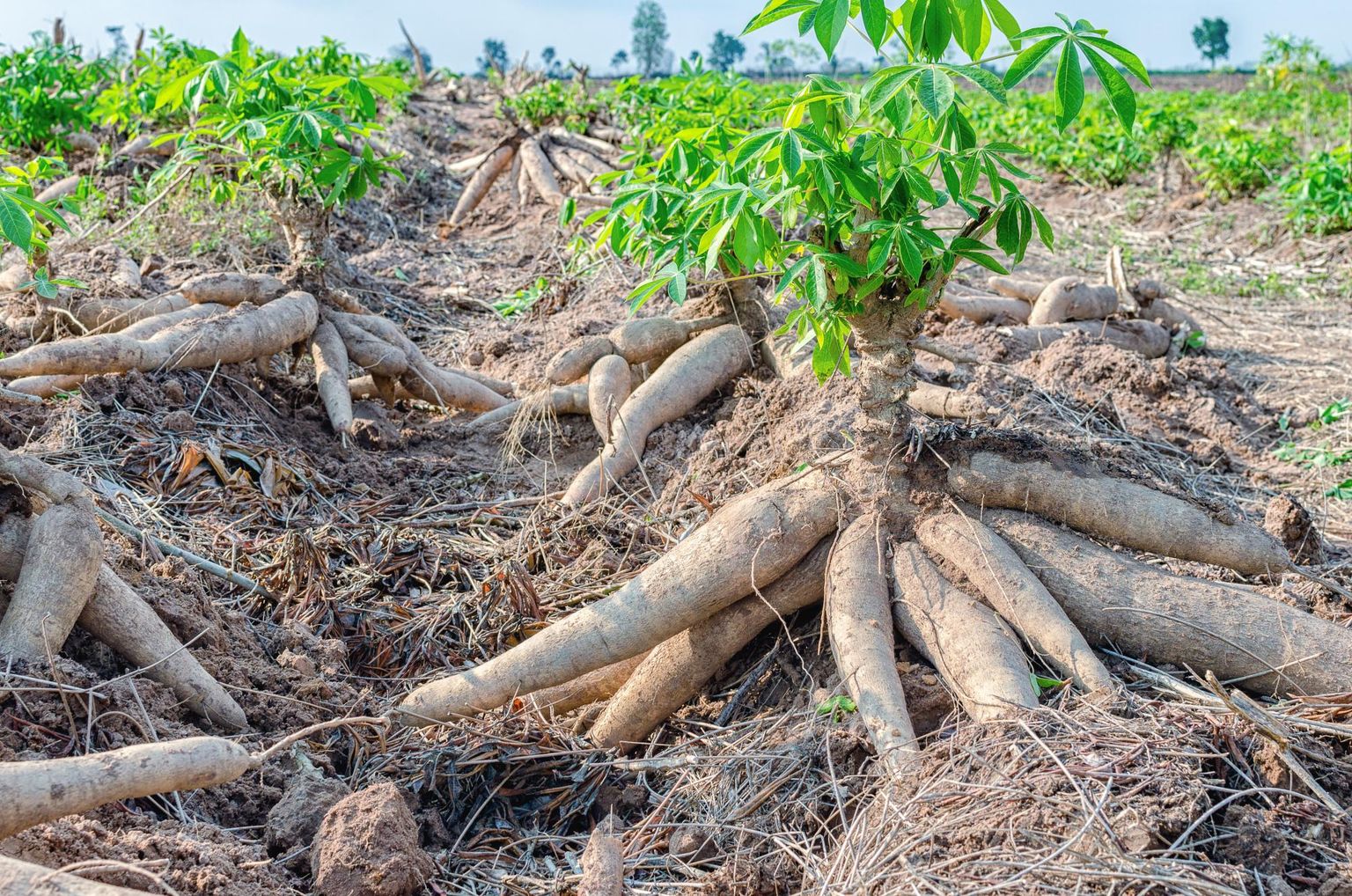 Tree Lab: Portable genomics for early detection of plant viruses and pests in Sub-Saharan Africa