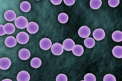 staphylococcus bacteria in false colour purple