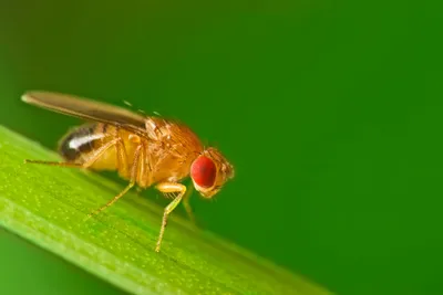Drosophila melanogaster