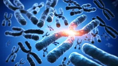 Chromosome