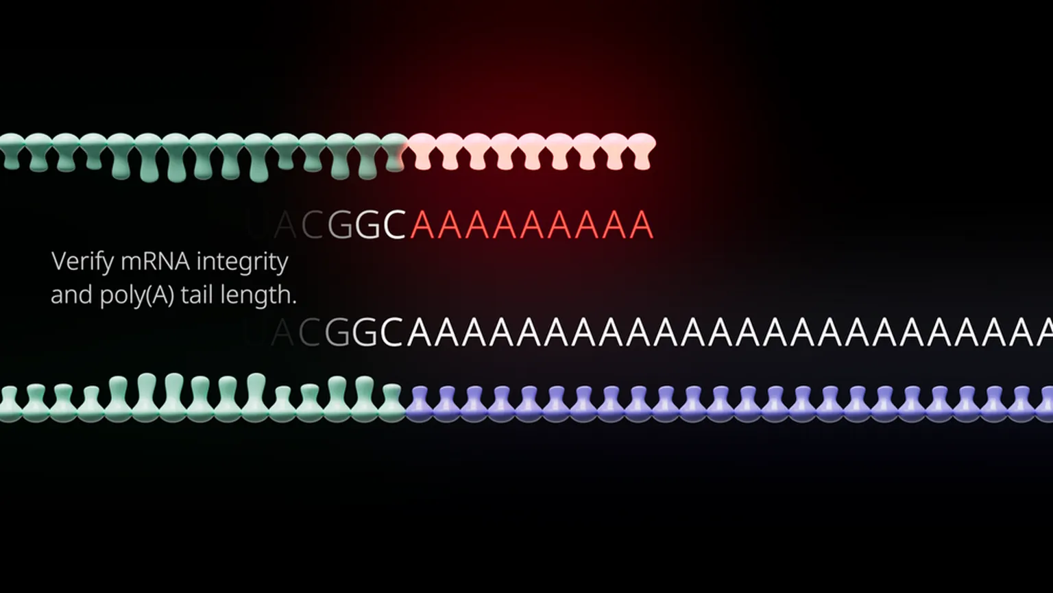 mRNA