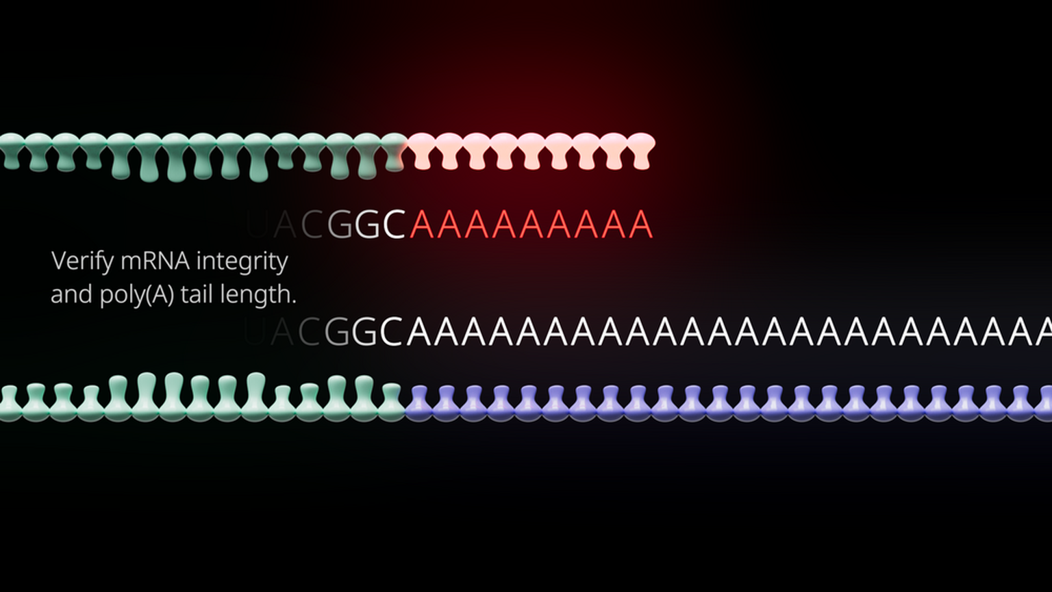 mRNA