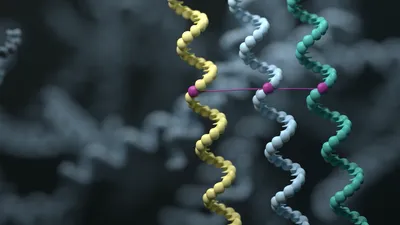 Three vertical single strands of DNA, 1 is yellow, 1 is pale blue and 1 is green. One base at the same location in all three strands is coloured purple, and there is a purple line linking these bases.