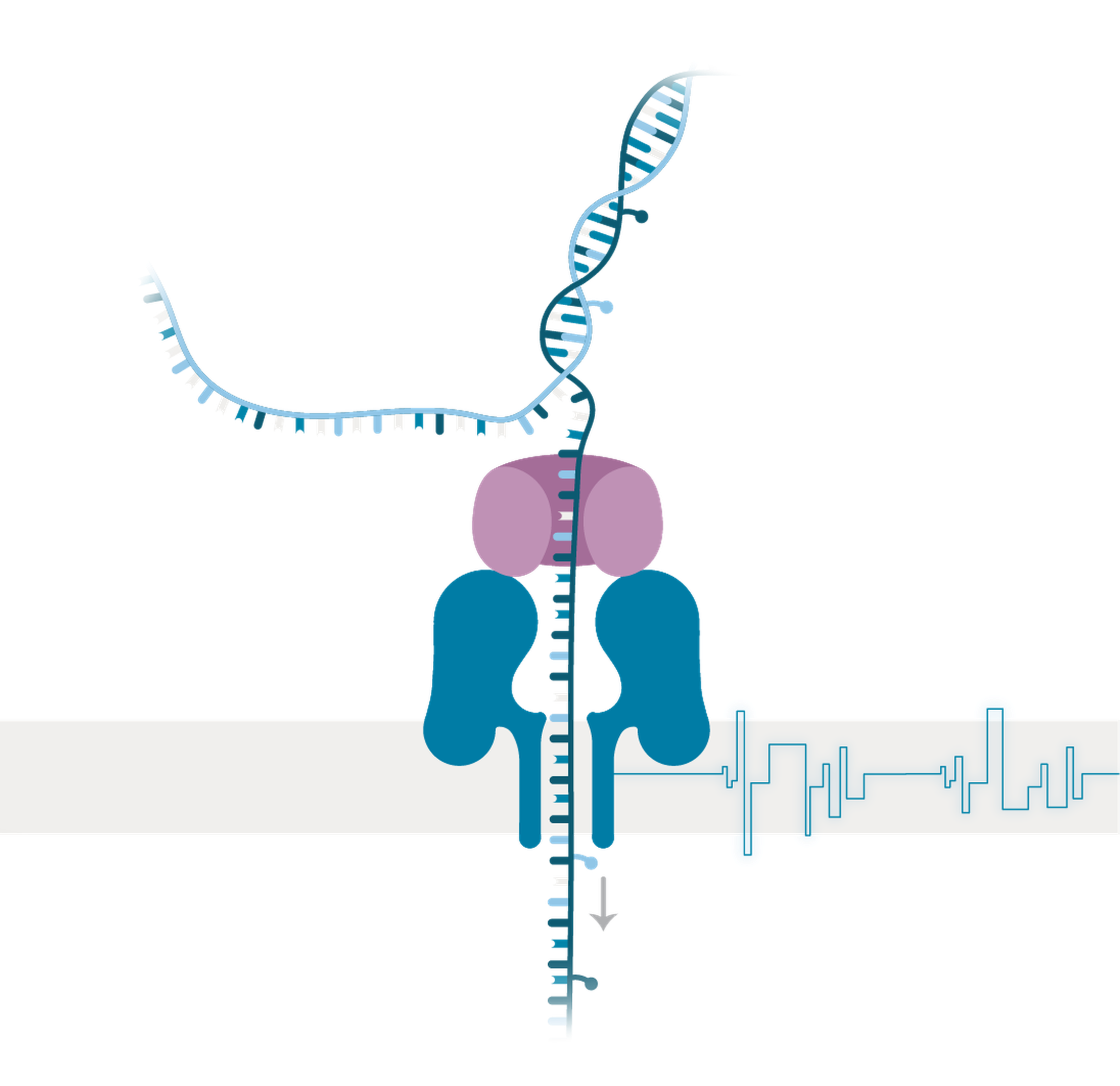 Nanopore sensing graphic