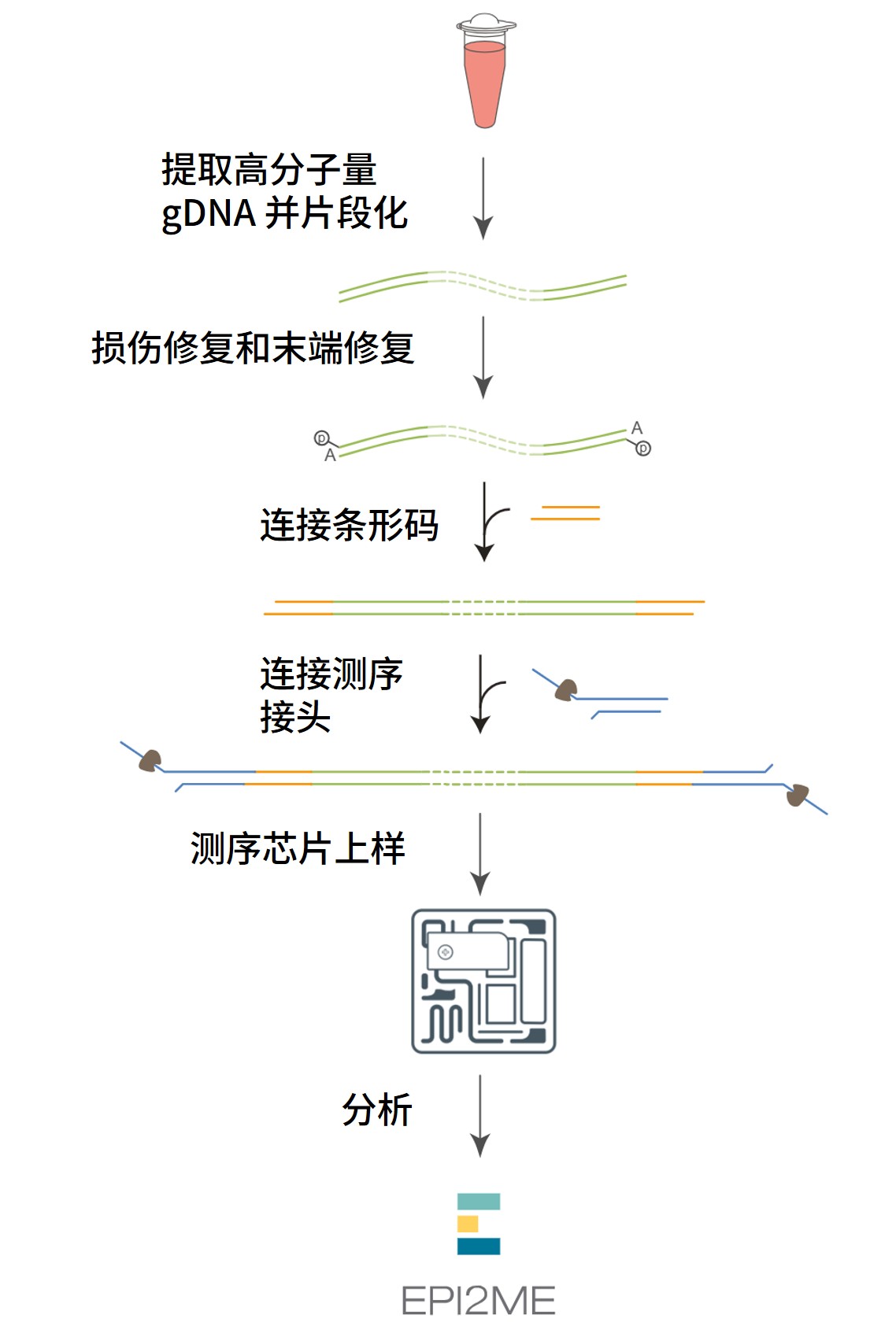 Chinese_hereditary_cancer_profiling_nbd114_workflow_pp_II Chinese_hereditary_cancer_profiling_nbd114_workflow_pp_II