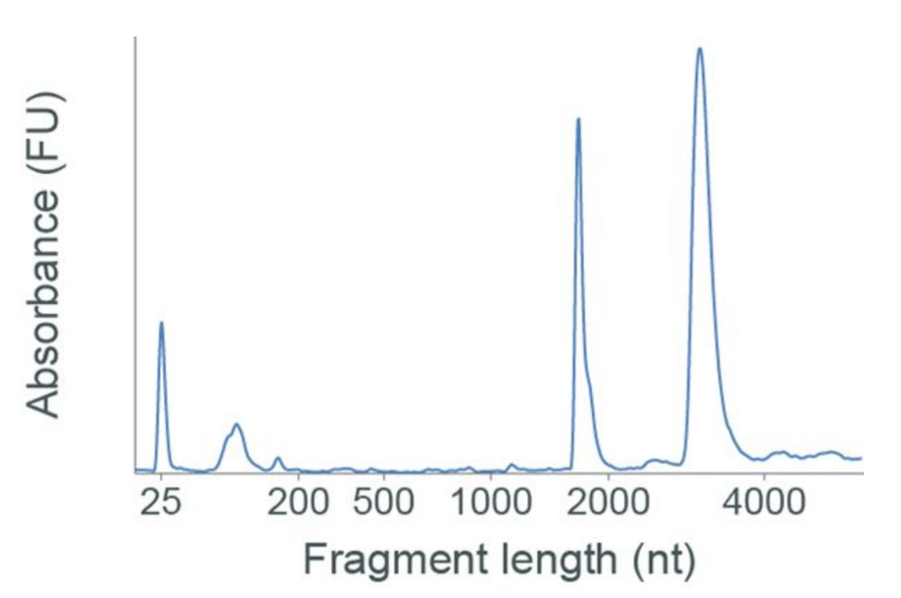 C.elegans bioanalyser