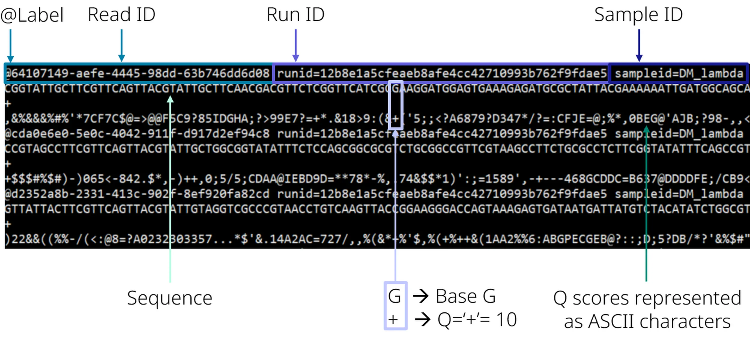 Image introducing the features recorded in a FASTQ file.