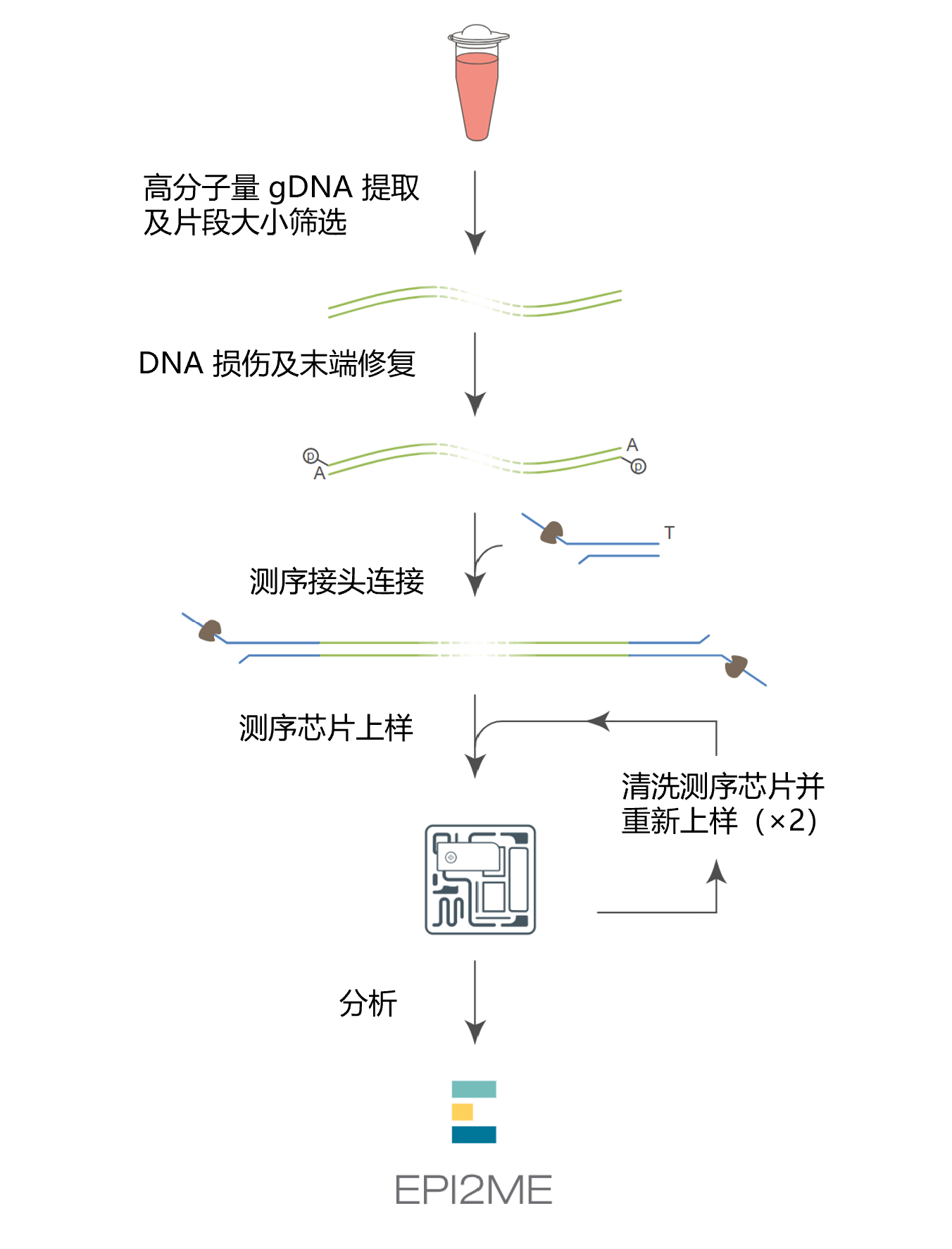 Chinese_Workflow image human blood variation LSK114 svg