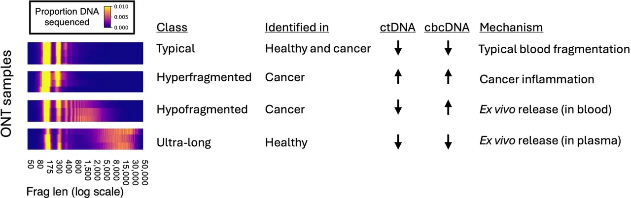 Diagram showing DNA sequencing patterns by class: typical, hyperfragmented, hypofragmented, ultra-long, with identification, ctDNA, cbcDNA, and mechanism.