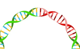 Plasmid