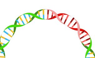 Plasmid