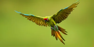 Green mccaw