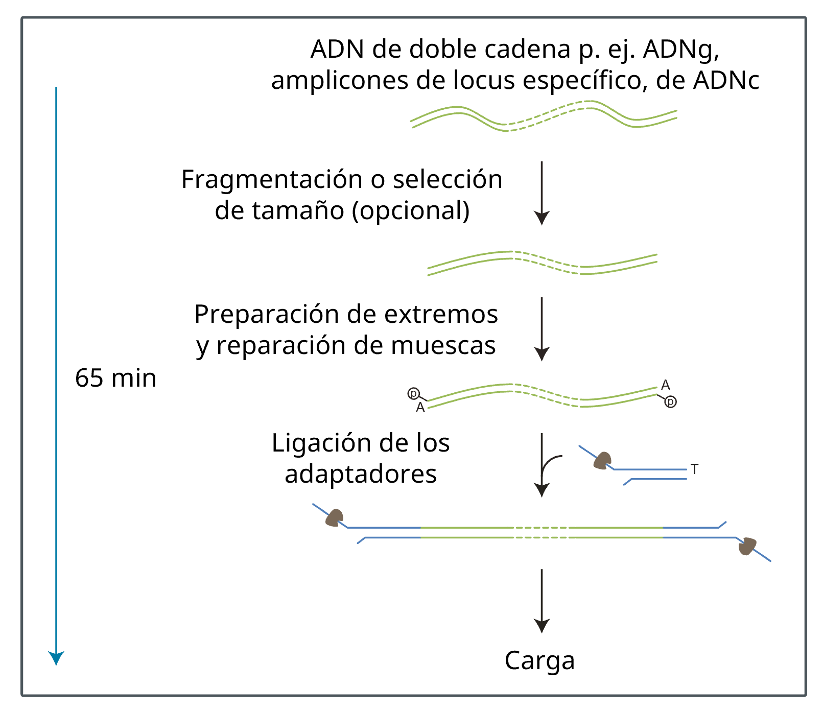 ES--Flujo de trabajo LSK114 v02