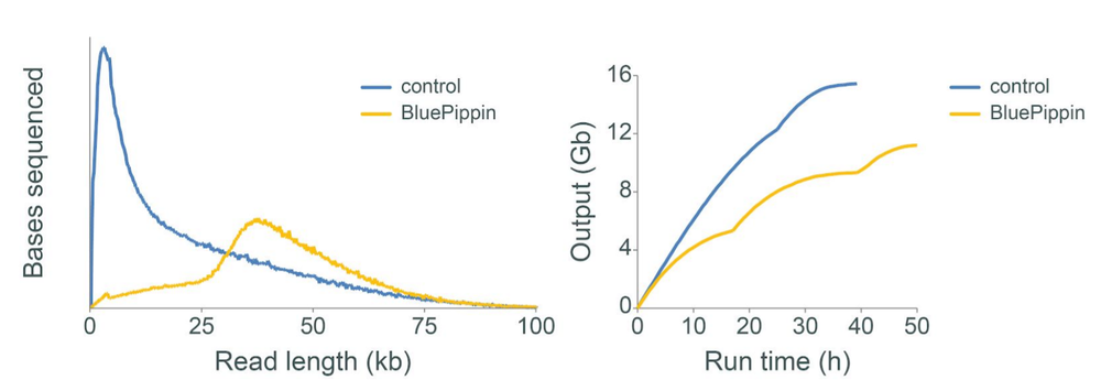 BluePippin