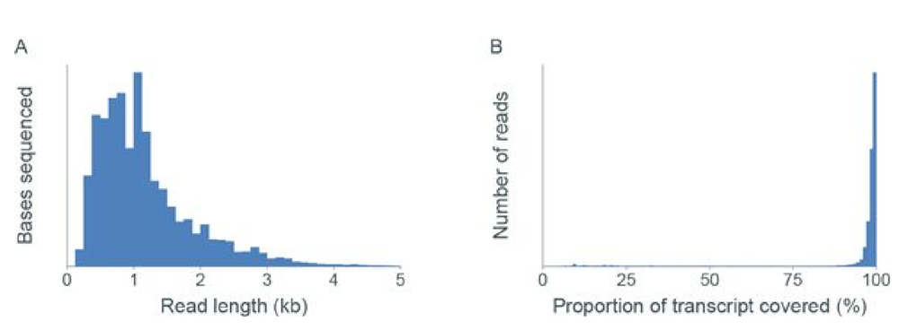 C.elegans RNA seq