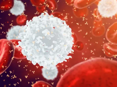 Immune cells
