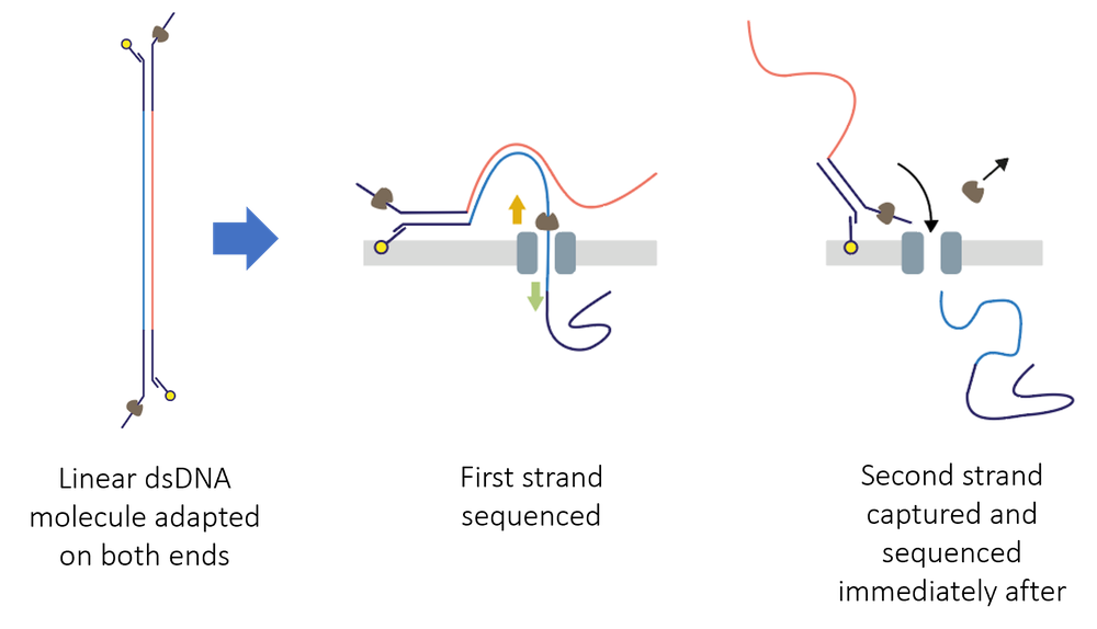 Duplex protocol image