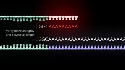 mRNA QC