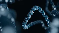 Dysregulation of viral and human genomes at HPV integration events