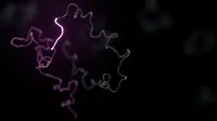 Surveying alternative transcripts of disease-associated genes and their cell type specificity – a case study with ANK3