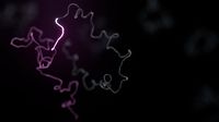 Flyer: cDNA-PCR Sequencing Kits