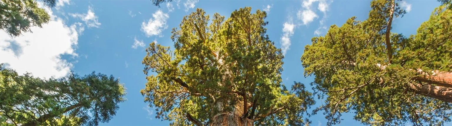 sequoia