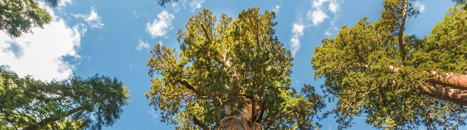 sequoia