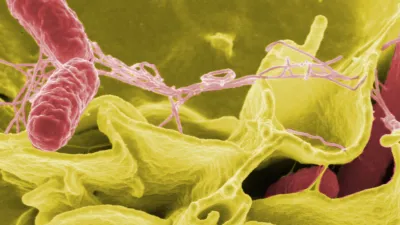 salmonella bacteria in pink