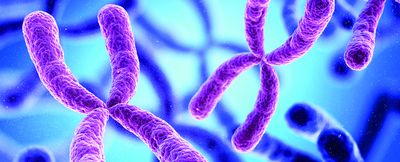 Clinical application of nanopore sequencing for haplotype linkage analysis in preimplantation genetic testing for Duchenne muscular dystrophy