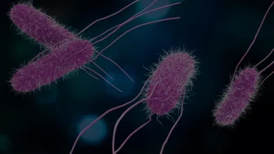 Salmonella background