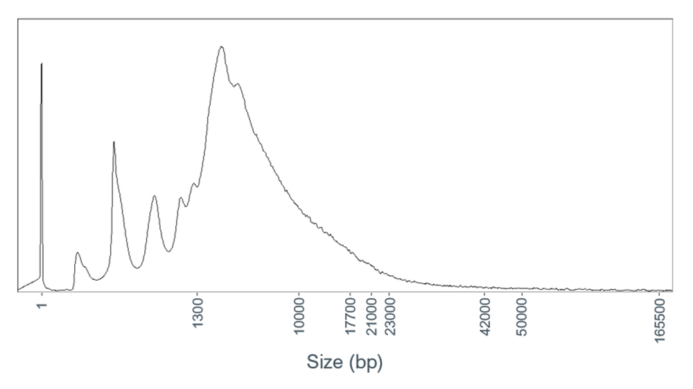 Human var swab Frag analyser 30Oct2024