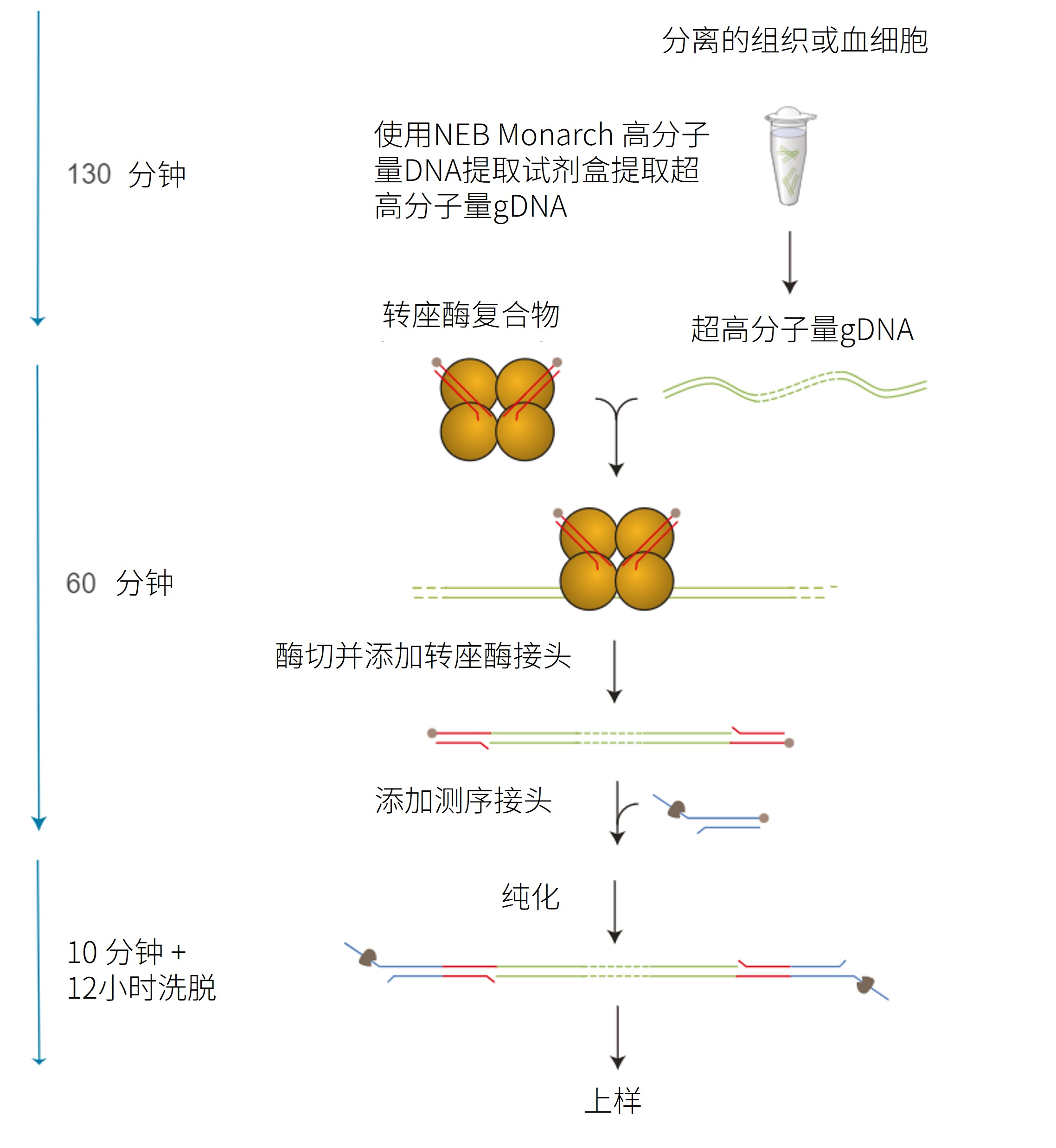 Chinese_ULK114 Workflow