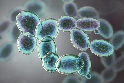 Saccharomyces cerevisiae