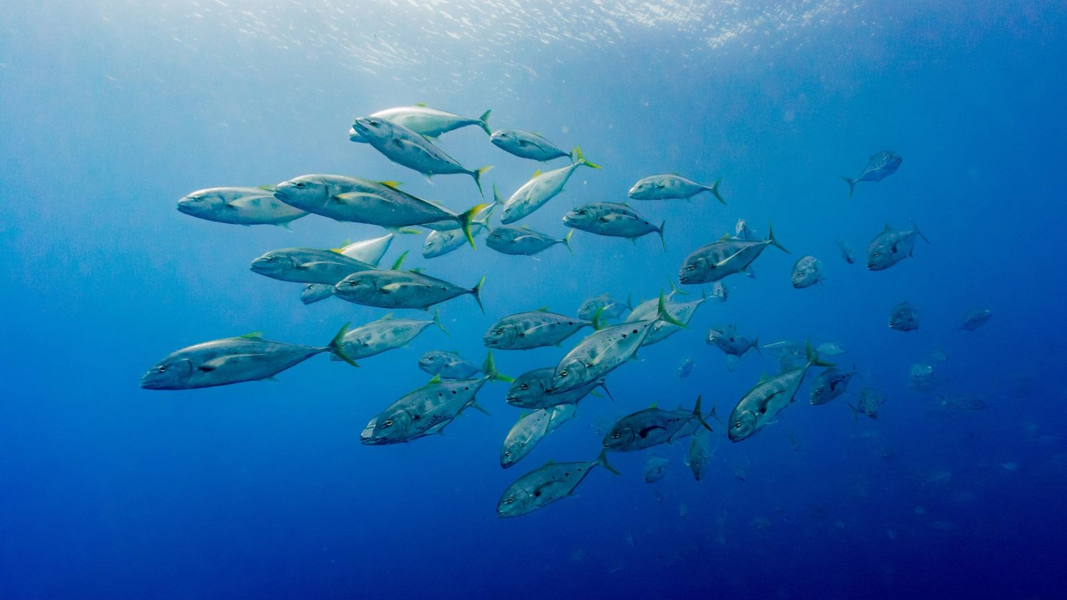 Moving beyond Oxford Nanopore standard procedures: new insights from water and multiple fish microbiomes