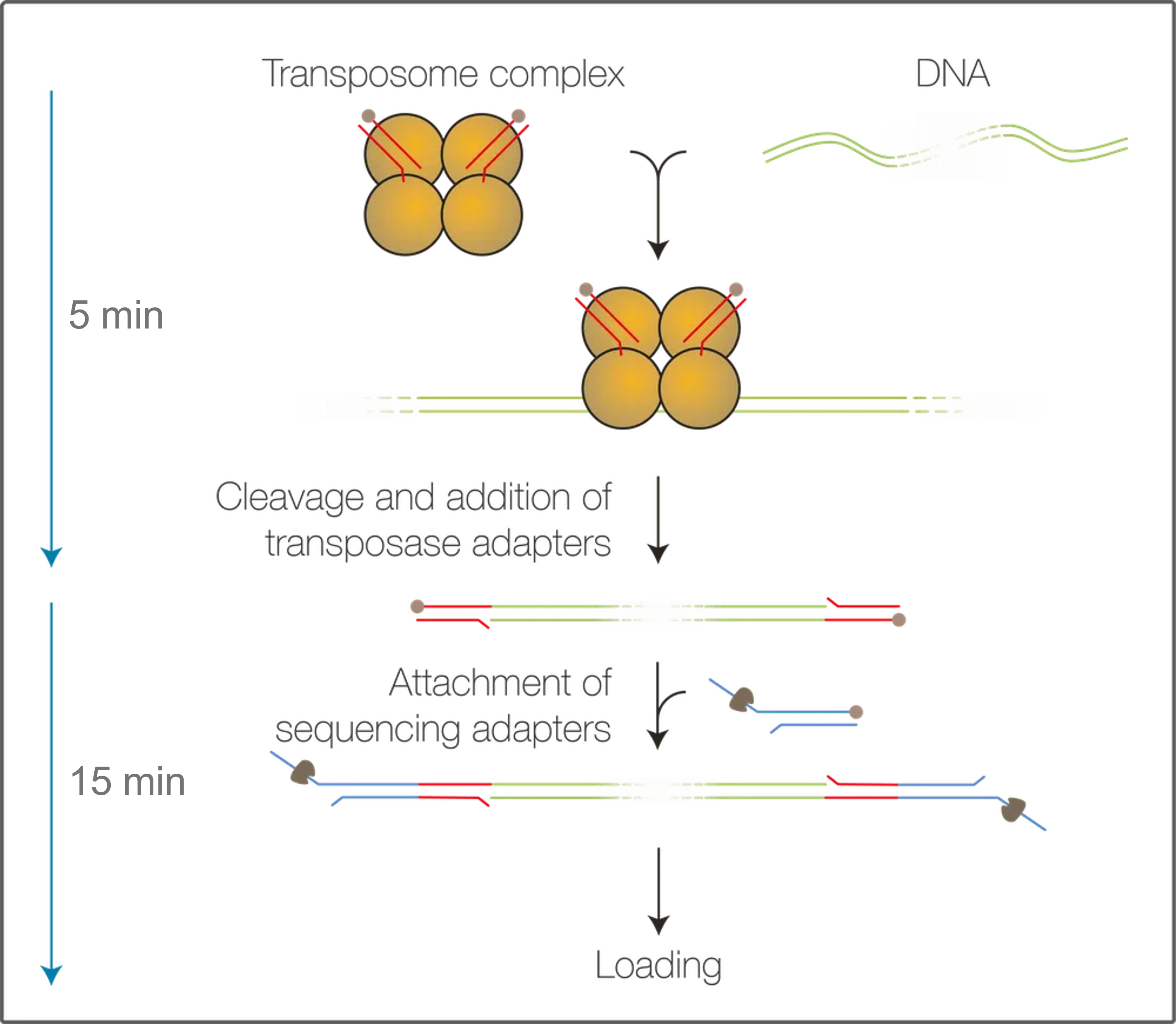 SQK-RAD114 Lambda DNA