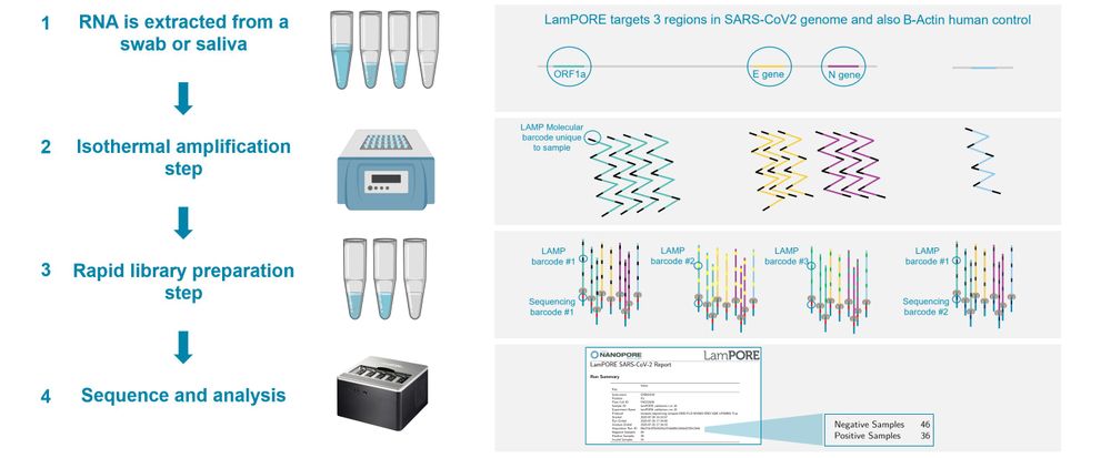 LamPORE SARS CoV2 Protocol 