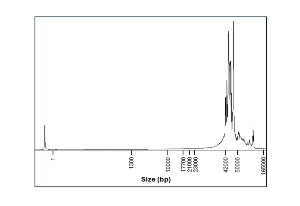 gDNA extract frag analyser human blood variant e2e gDNA extract frag analyser human blood variant e2e
