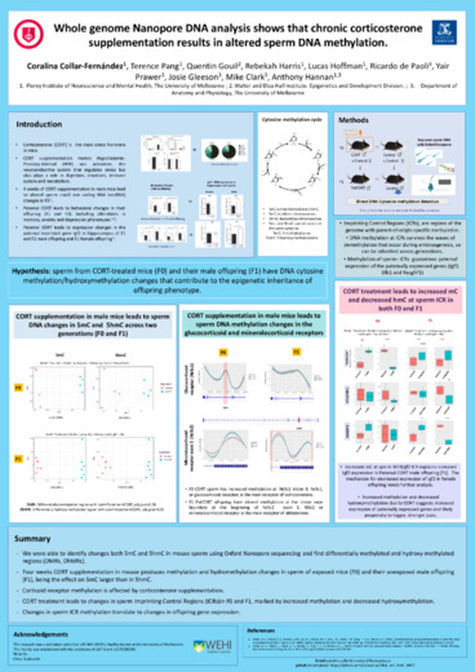 Whole genome Nanopore DNA analysis shows that chronic corticosterone supplementation results in altered sperm DNA methylation.