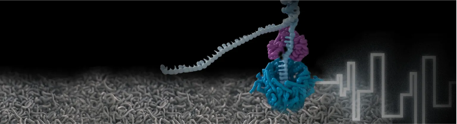 A Nanopore sequencing DNA