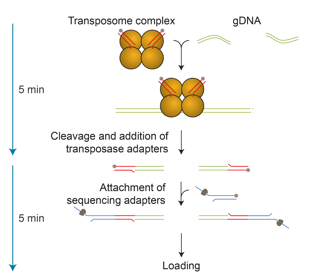 Figure 2. Schematic for transposase-chemistry based Nanopore adaptation of DNA strands.