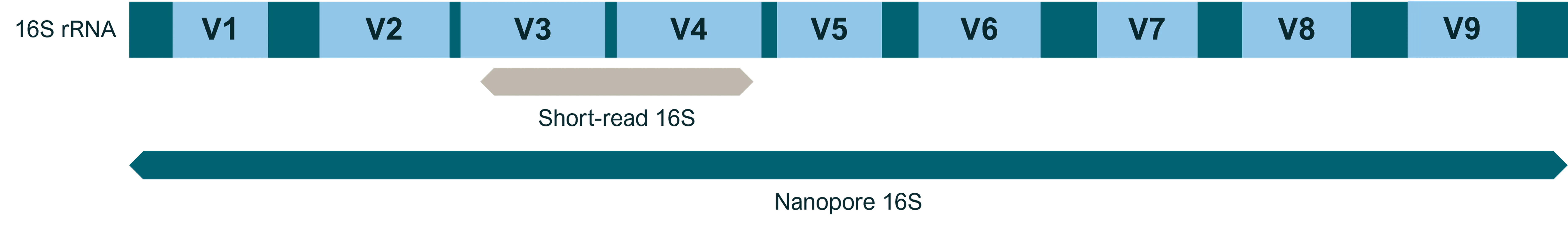 A diagram demonstrating the benefits of long nanopore reads over short reads for sequencing 16S rRNA