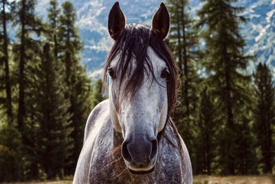 Grey horse in woodland