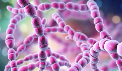 Streptococcal bacteria