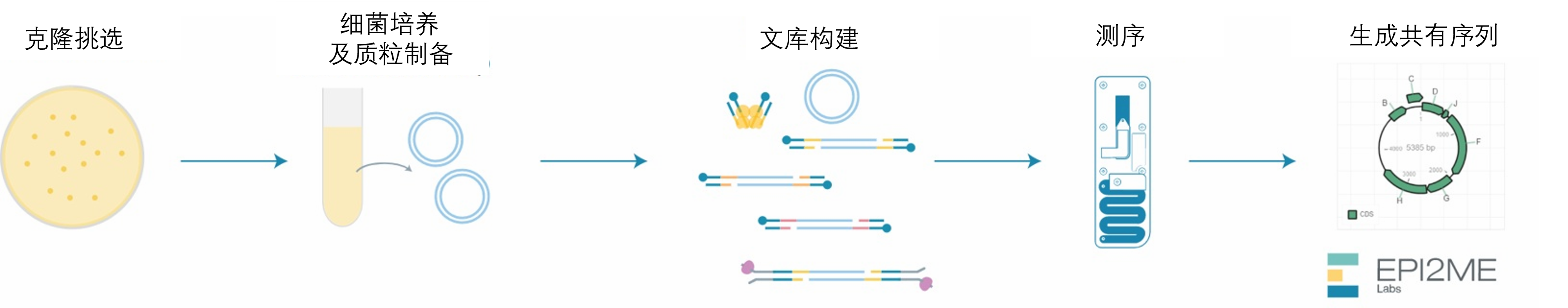 Chinese—RBK114 Plasmid sequencing general flow