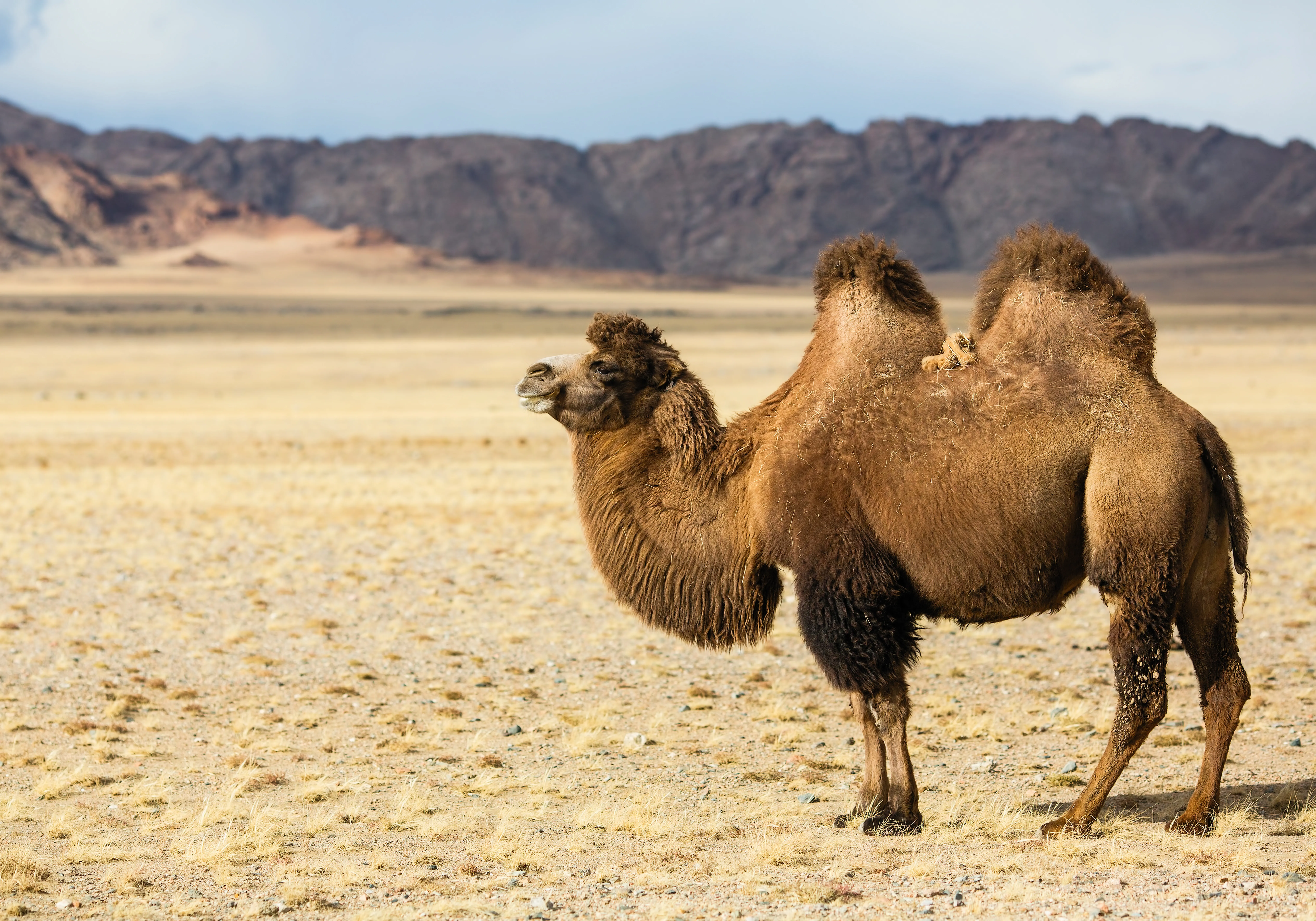 Bactrian camel