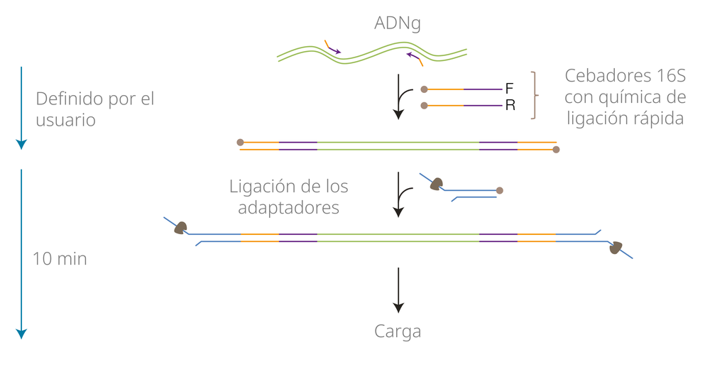 Flujo de trabajo con códigos para 16S V14 Flujo de trabajo con códigos para 16S V14