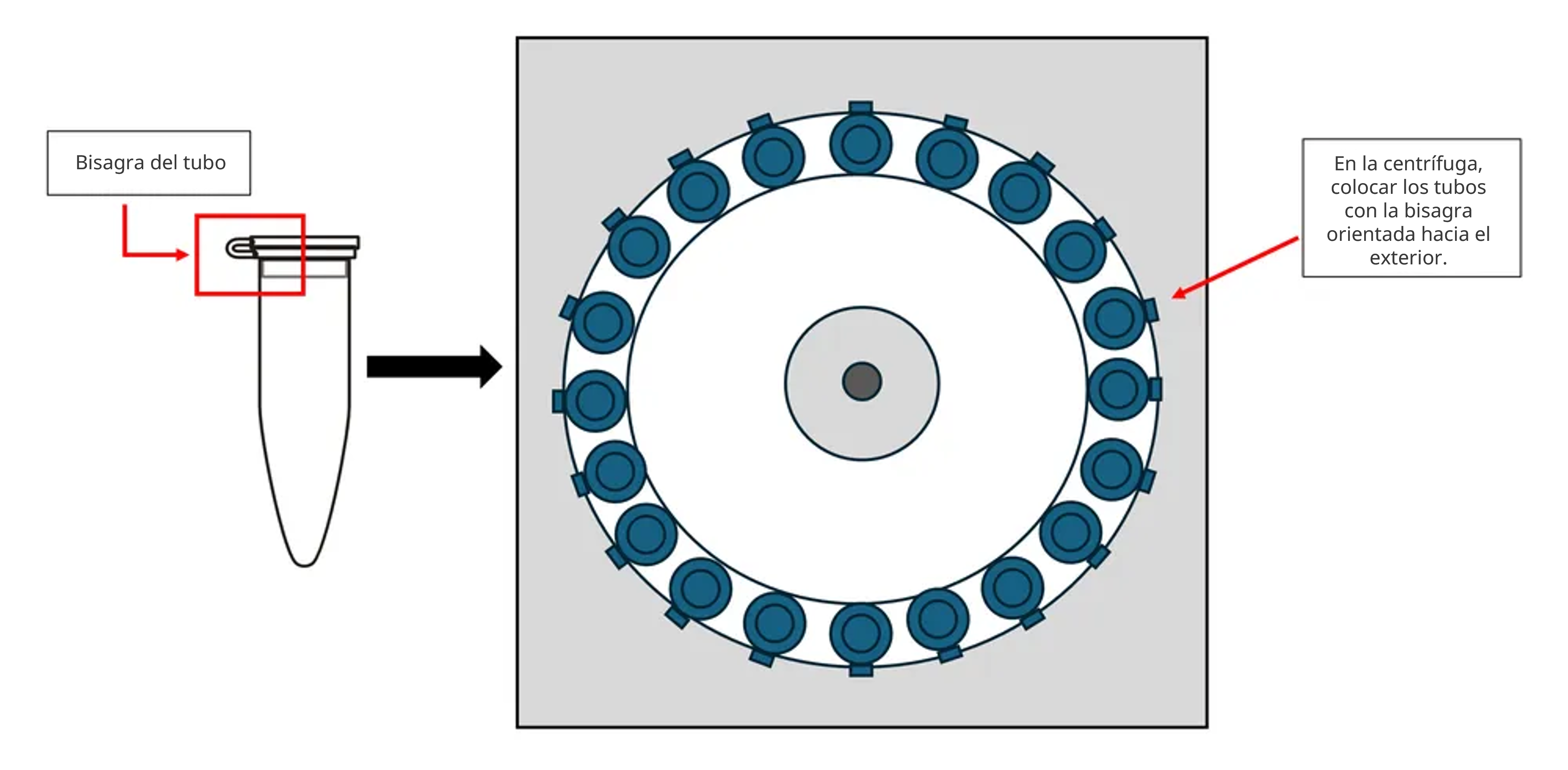 ES-Eppendorf tube hinge into centrifuge image ES-Eppendorf tube hinge into centrifuge image