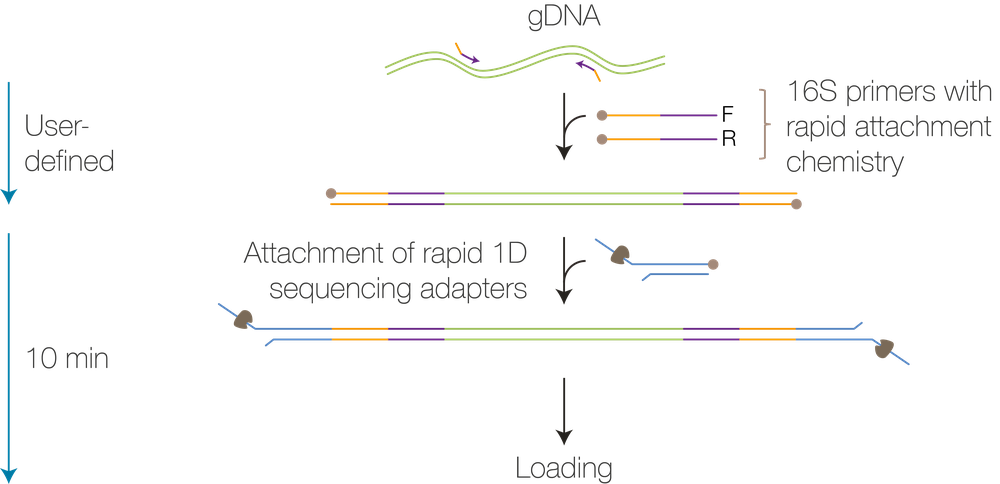 16S barcoding workflow