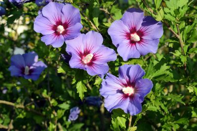 Purple hybiscus syriacus (flowery bush)